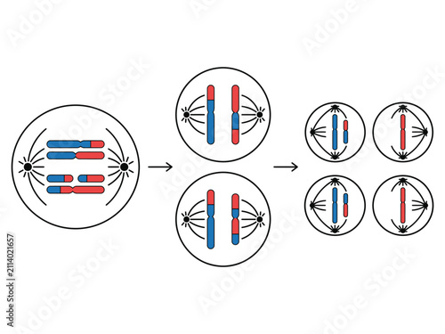 Meiosis cell division stages showing homologous chromosome separation and genetic variation with division genetics reproduction chromosome molecular variation crossover homologous development
