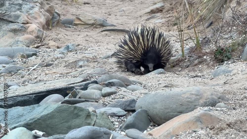 Short beaked echidna (Tachyglossus aculeatus) walking along a sandy track on the Fleurieu Peninsula in South Australia in 4K footage