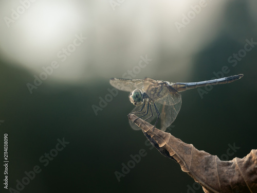 A dragonfly rests delicately on the tip of a plant, facing the camera with its transparent wings fully spread.