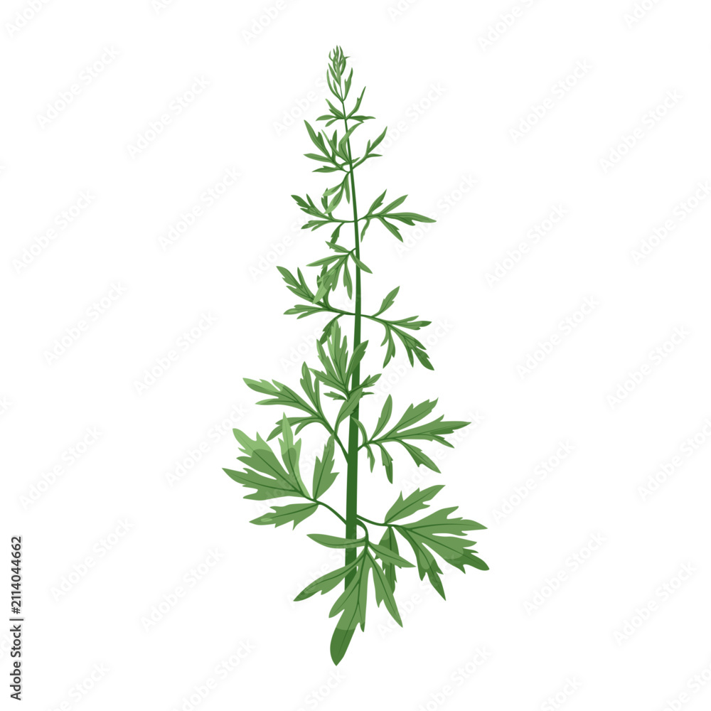 Fototapeta premium Fresh green sagebrush herb vector illustration on a white isolated background.