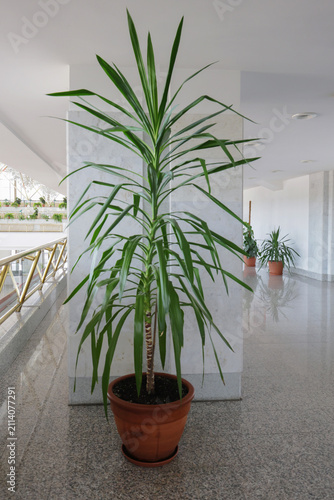 Tall indoor yucca plant in office hall