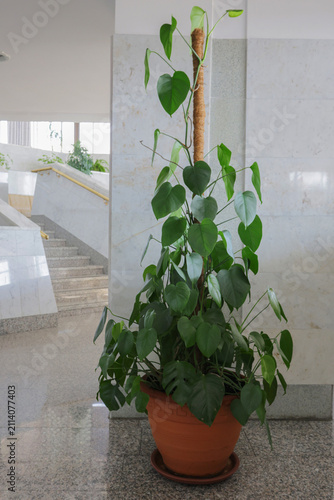Potted indoor plant with green heart shaped leaves climbing on moss pole in interior hall.