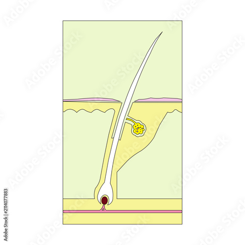Anatomy of Human Hair Follicle