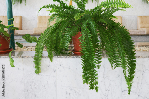 Boston fern indoor houseplant with green fronds on marble background in interior hall.