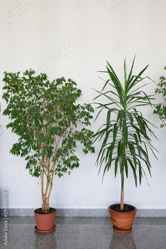 Two potted indoor plants against white wall close up vertical crop.