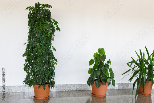 diverse indoor plants standing on granite floor against white wall.