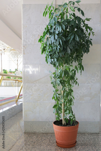 Tall indoor tree plant in pot against marble column vertical shot.