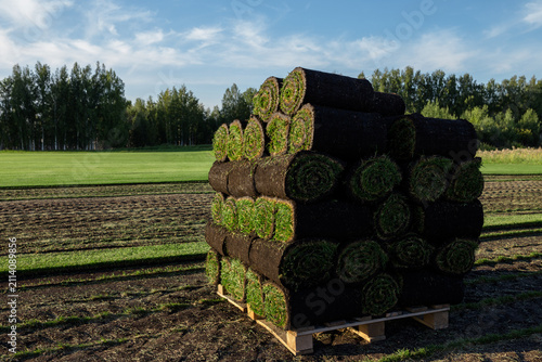 Close up top view of stacked sod turf rolls arranged in rows on pallet