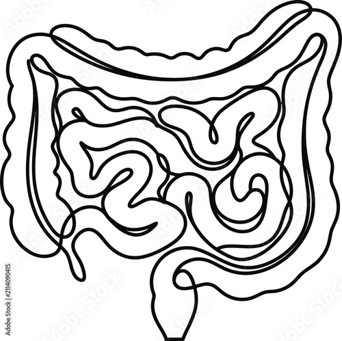 Continuous single line drawing of human intestinal system.