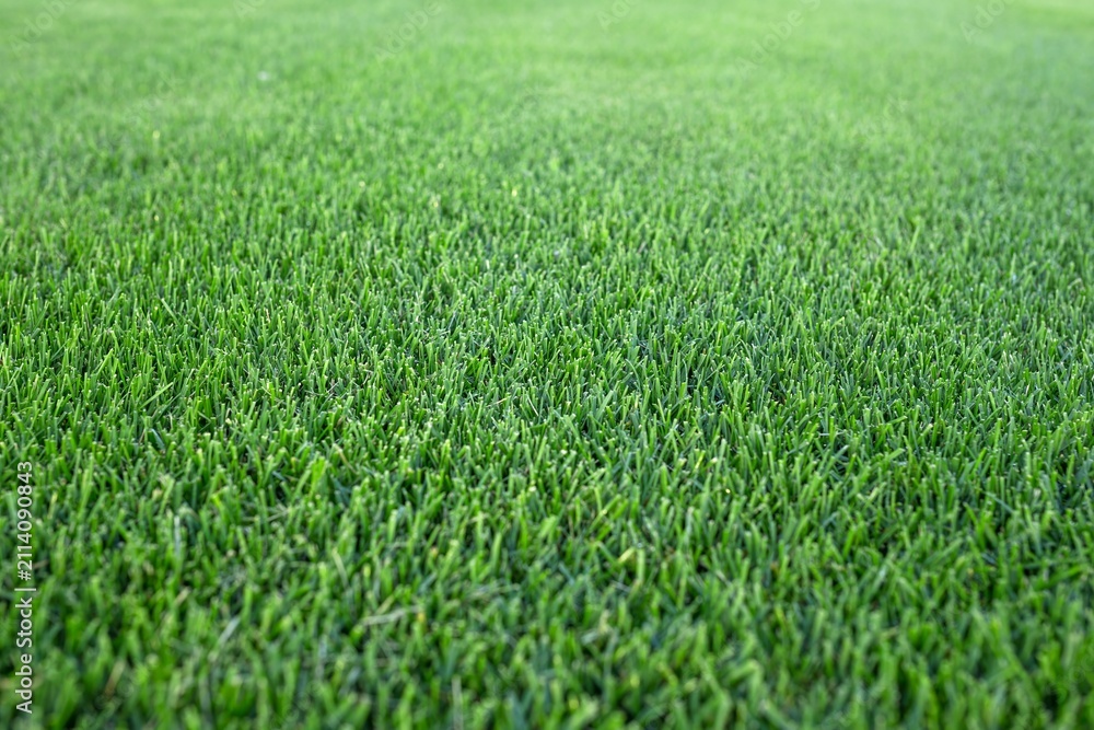 Fototapeta premium Close up view of fresh green turf field texture growing on sod farm