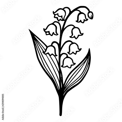 lily of the valley floral branch black and white line art sketch
