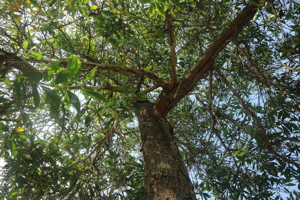 Fototapeta premium Majestic canopy of a vibrant green tree stretching towards the bright sky, offering a serene perspective of nature's towering beauty and lush foliage