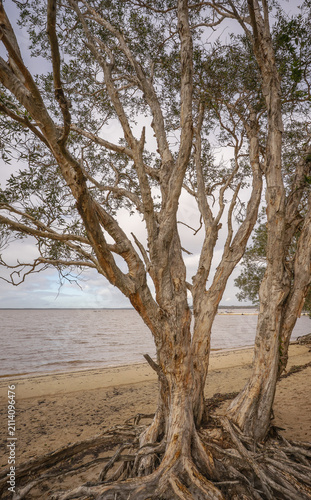 Gnarled Paperbark Tree with Exposed Roots on Lake Cootharaba Beach Qld
