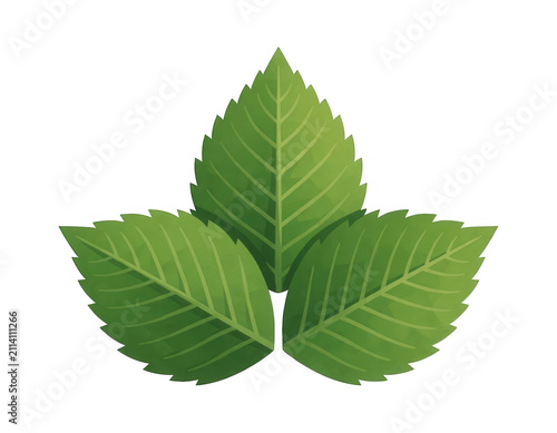 Three Green Leaves Isolated Transparent Background