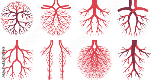 Foto Human Blood Vessel and Artery Anatomy Vector Set Featuring Cardiovascular, Vein,