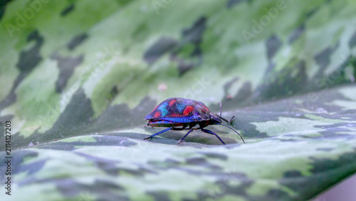 an oblique shot of a male cotton harlequin bug, a garden pest, resting on a leaf in an australian garden