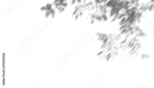 Fotografía dappled foliage blur shadow overlay effect on wall