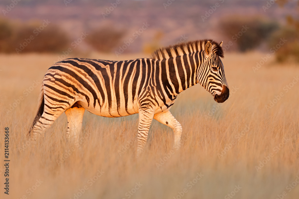 Obraz premium A plains zebra (Equus burchelli) walking in late afternoon light, Mokala National Park, South Africa