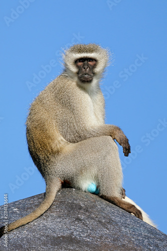 Canvas Print A male vervet monkey (Cercopithecus aethiops) on the lookout, South Africa