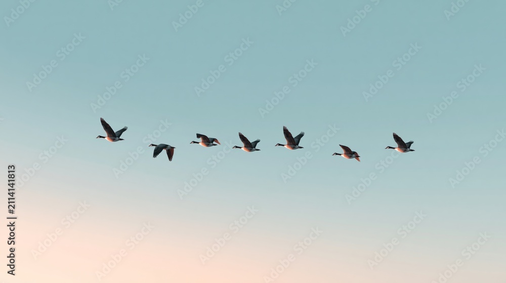 Obraz premium Flock of geese flying in a V-formation against a pastel sky during sunset, showcasing their wings and silhouettes in motion