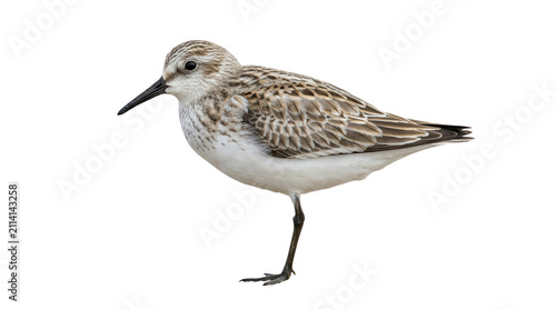 Sandpiper Shorebird Standing Side View Isolated on transparent Background