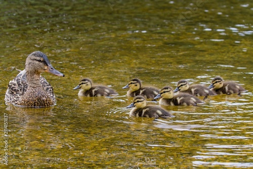 A mallard leads six ducklings across clear water.