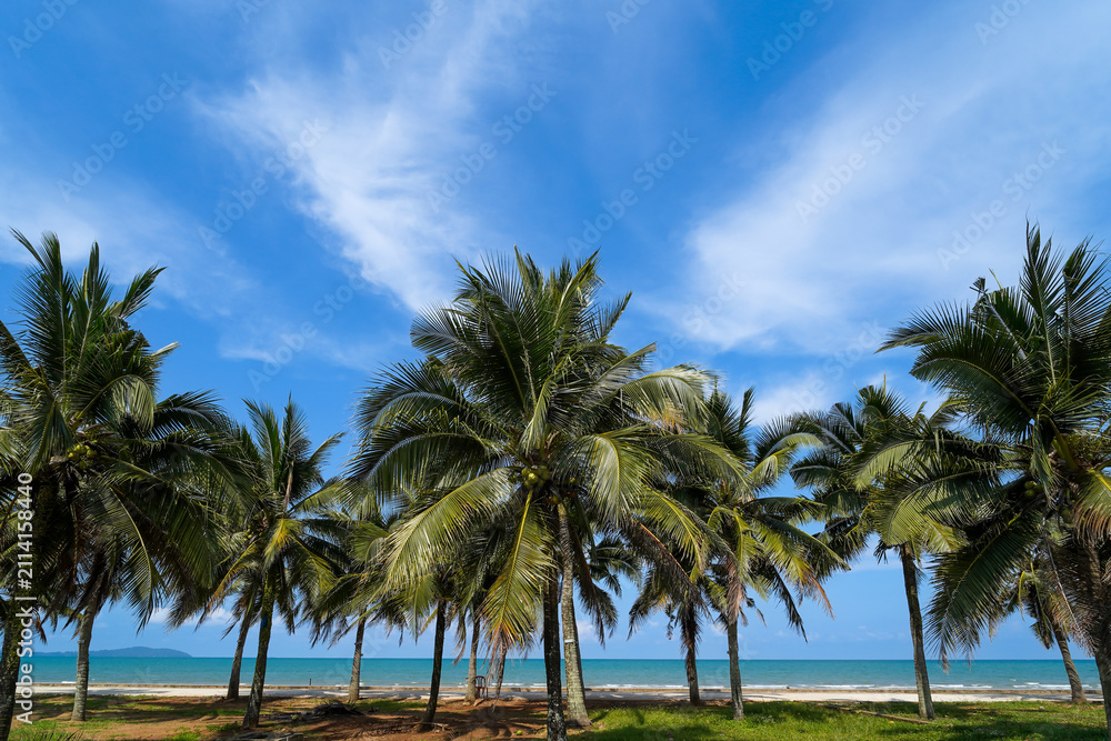 Fototapeta premium Tropical Coconut Palm Trees on a Sunny Beach with Blue Ocean and Sky