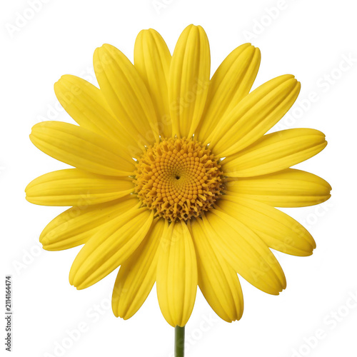 Yellow Daisy Flower Isolated Transparent Background