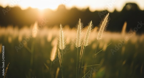 Golden Sunset Light Illuminating Grass in a Serene Field