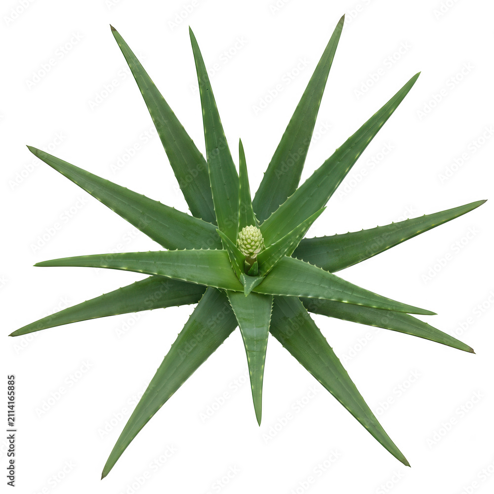 Fototapeta premium Aloe vera plant top view with green leaves and flower isolated on white.