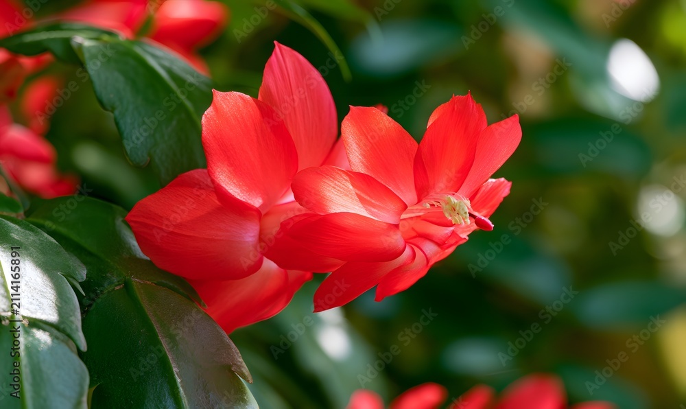 Obraz premium red Christmas cactus bloom on lush green leaves