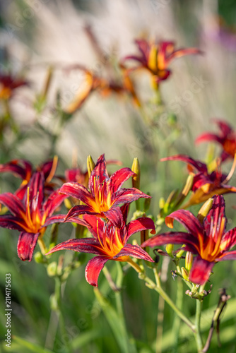 Beautiful red and orange daylily flowers blooming on a green stem in a sunny garden bed during summer day