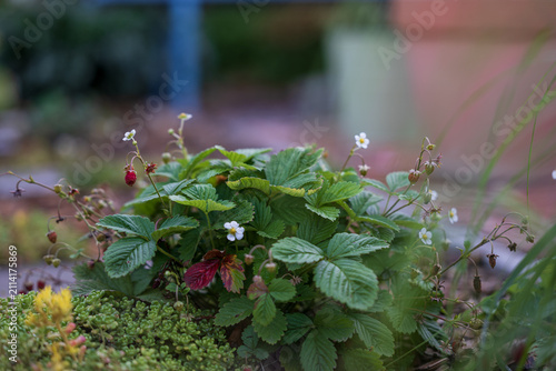 Wild strawberry Fragaria vesca bush with green leaves white blossoms and tiny red berries growing in a garden bed with soft bokeh background