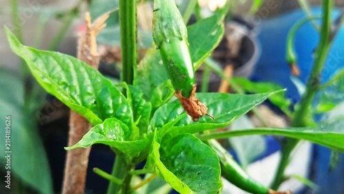 Close up of young green chili pepper growing on the plant in the garden