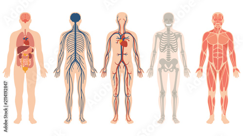 Canvas Print Human body systems skeletal circulatory nervous muscular digestive internal organs