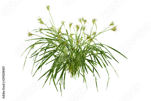 Green aquatic plant with long thin leaves isolated on transparent background