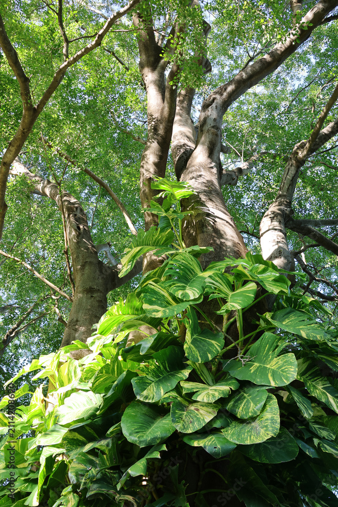 Fototapeta premium Lush green pothos ivy climbing up a large tropical tree trunk in a sunlit forest canopy