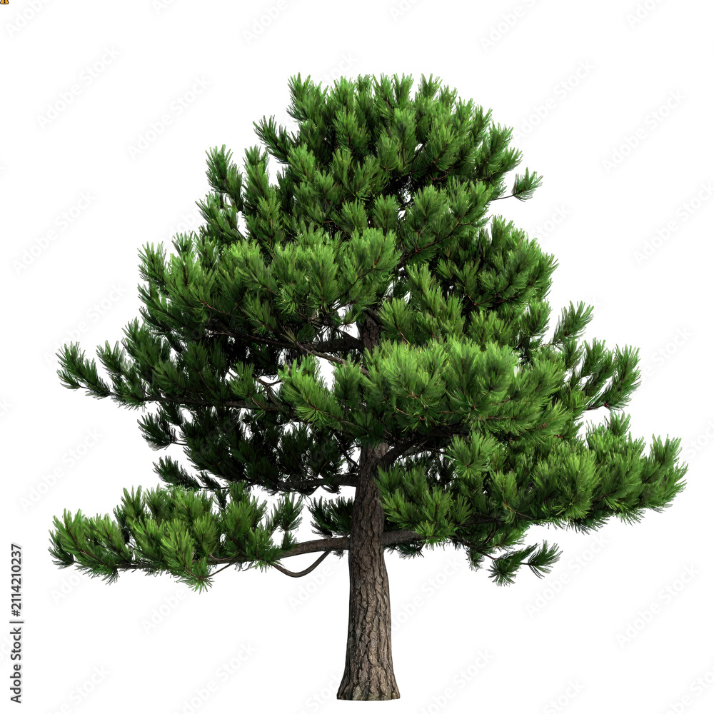 Fototapeta premium Pine tree with dense foliage a 3d rendering on a black background evergreen conifer fir spruce trees needles branch branches trunk wood bark