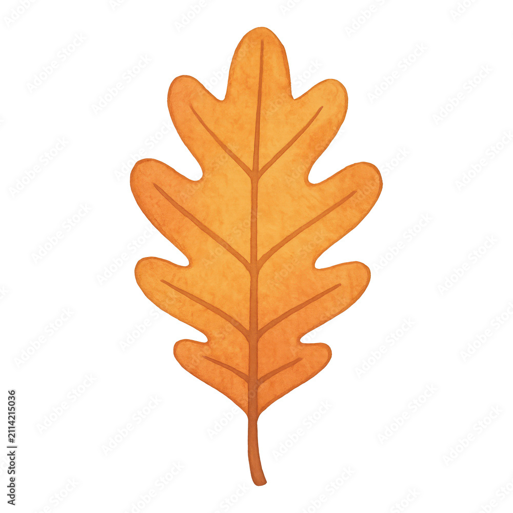 Obraz premium PNG Autumn oak leaf illustration art.