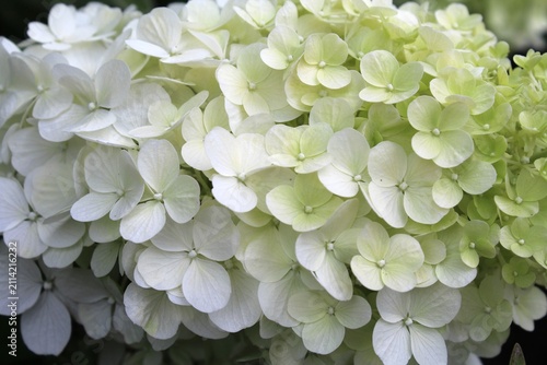 white hydrangea flower close-up, white hydrangea in the garden