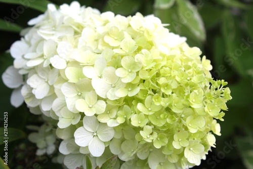 white hydrangea flower close-up, white hydrangea in the garden
