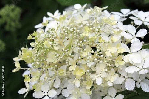 white hydrangea flower close-up, white hydrangea in the garden