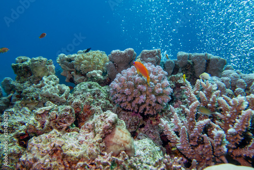 Coral reef ecosystem with coral formations and Anthias fish in  blue tropical water, scenic air bubbles from divers