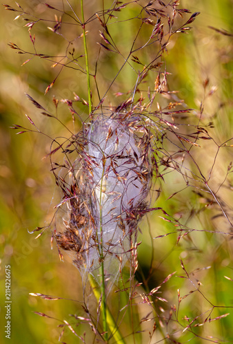 Canvastavla A nest of a yellow sac spider (Cheiracanthium punctorium) spun within grasses