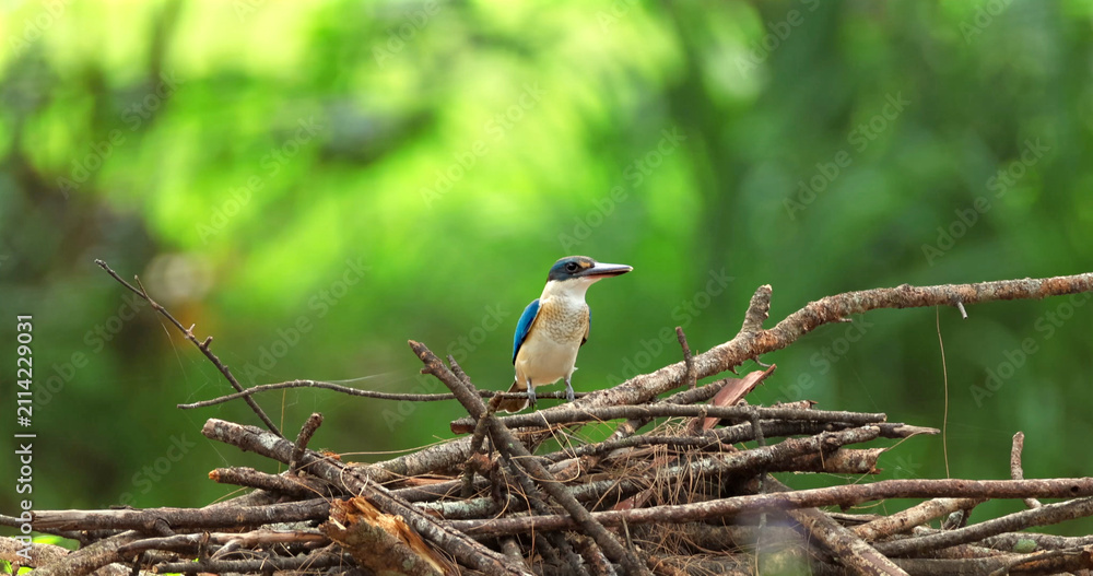 Fototapeta premium Collared kingfisher, also known as white-collared kingfisher or mangrove kingfisher, sitting on a pile of twigs against a blurred green foliage background in a natural habitat.