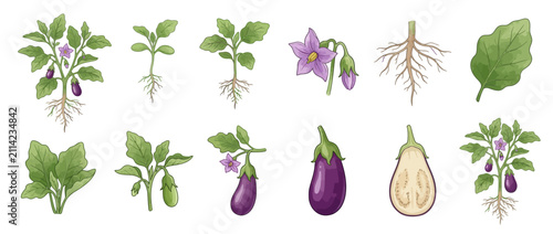 Eggplant Growth Stages and Anatomy Watercolor Illustration Set