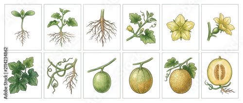 Принти на полотні Melon Plant Growth Stages Botanical Illustration Set