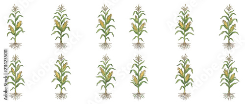 Bild auf Leinwand Set of Hand Drawn Corn Stalks with Roots