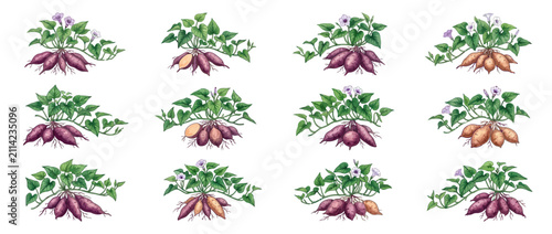 Set of Hand Drawn Sweet Potato Plants with Tubers and Leaves