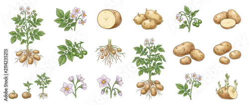 Set of Hand-Drawn Potato Plant Illustrations